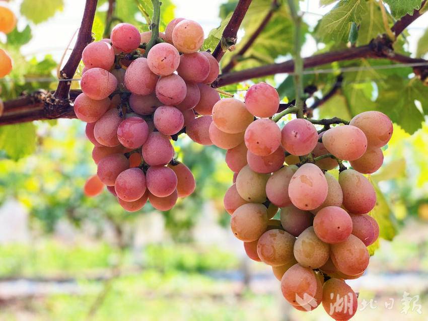 开户赠金50无需入金